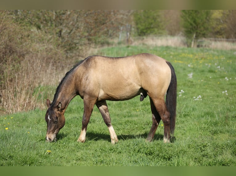 American Quarter Horse Gelding 2 years 14.2 hh  in Mettweiler