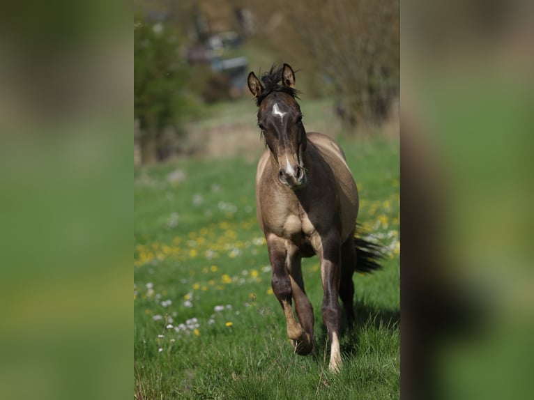 American Quarter Horse Gelding 2 years 14.2 hh  in Mettweiler