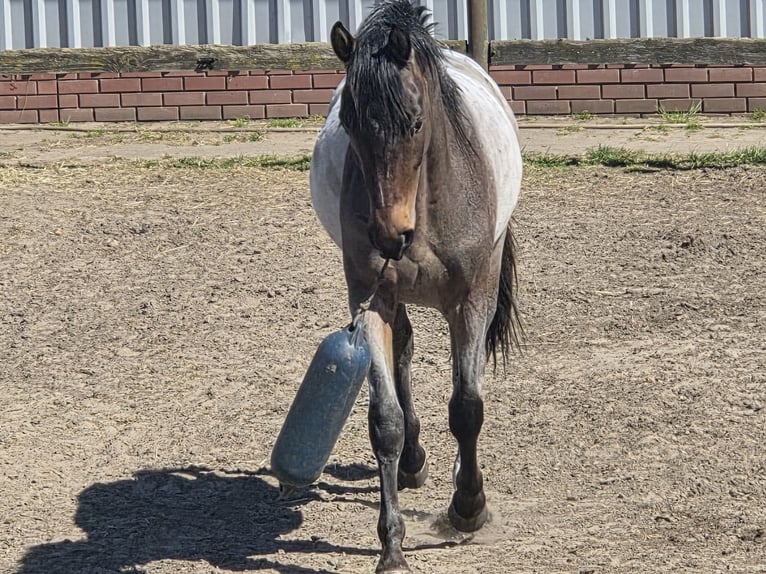 American Quarter Horse Gelding 2 years 14.2 hh Roan-Bay in Oberlangen