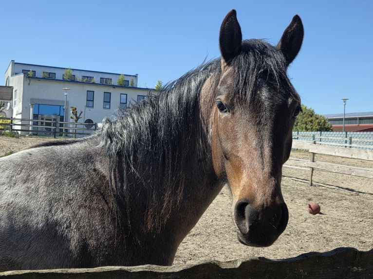 American Quarter Horse Gelding 2 years 14.2 hh Roan-Bay in Oberlangen