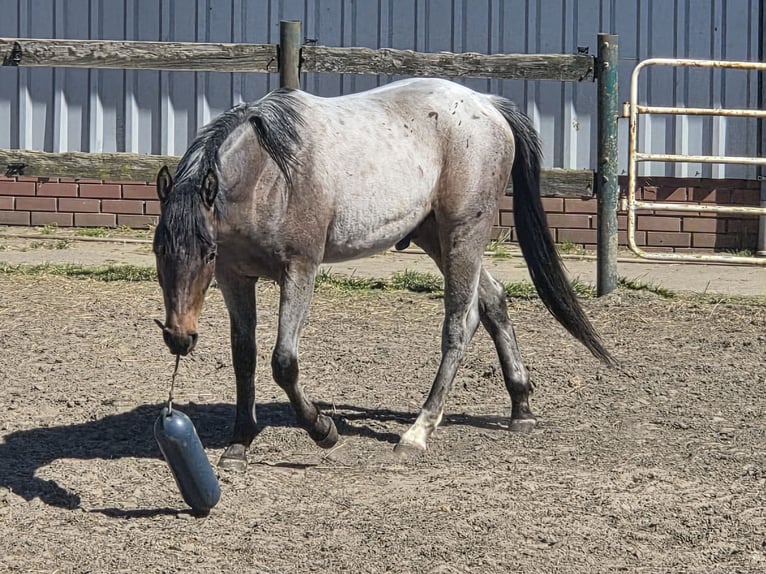 American Quarter Horse Gelding 2 years 14.2 hh Roan-Bay in Oberlangen