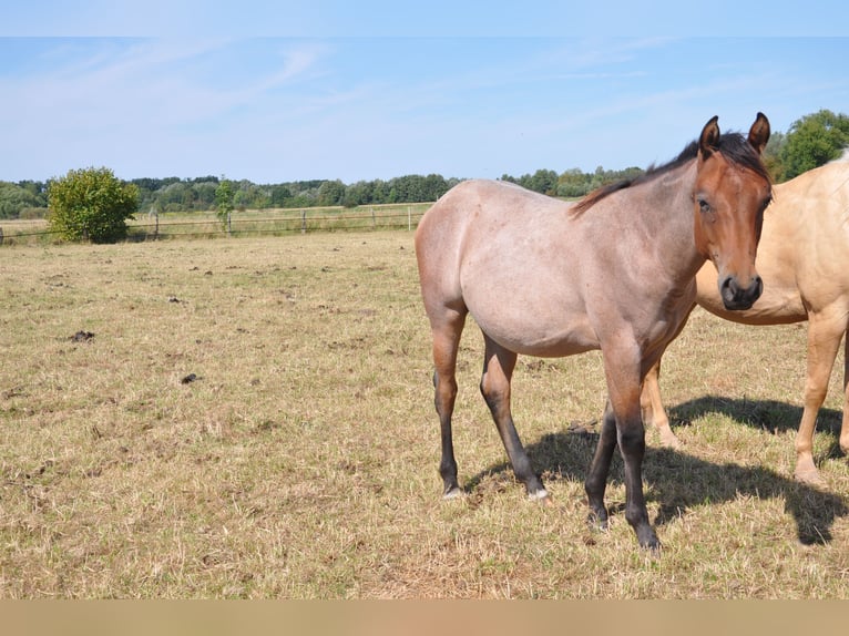 American Quarter Horse Gelding 2 years 14.2 hh Roan-Bay in Bückeburg Evesen