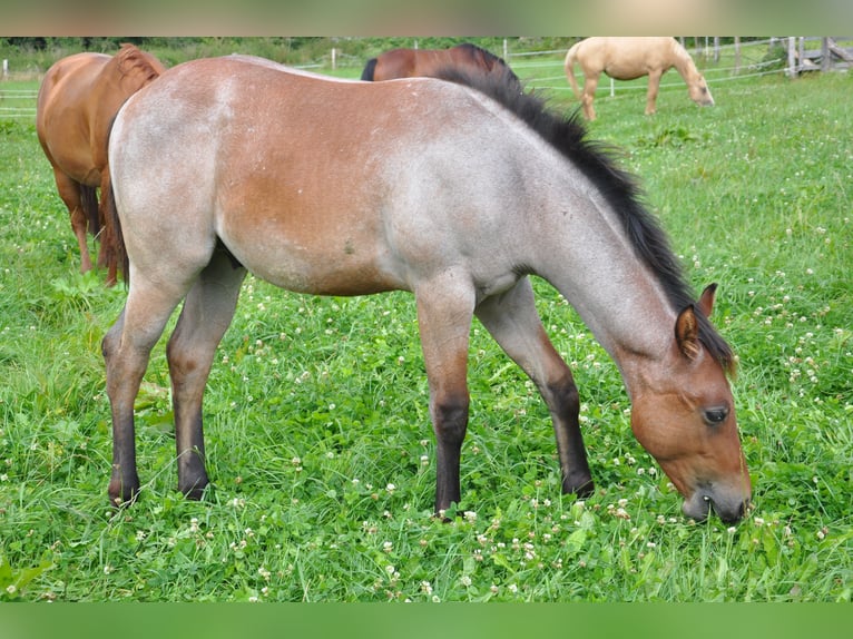 American Quarter Horse Gelding 2 years 14.2 hh Roan-Bay in Bückeburg Evesen