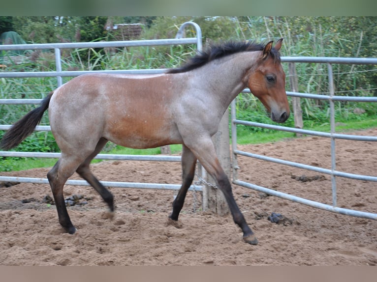 American Quarter Horse Gelding 2 years 14.2 hh Roan-Bay in Bückeburg Evesen