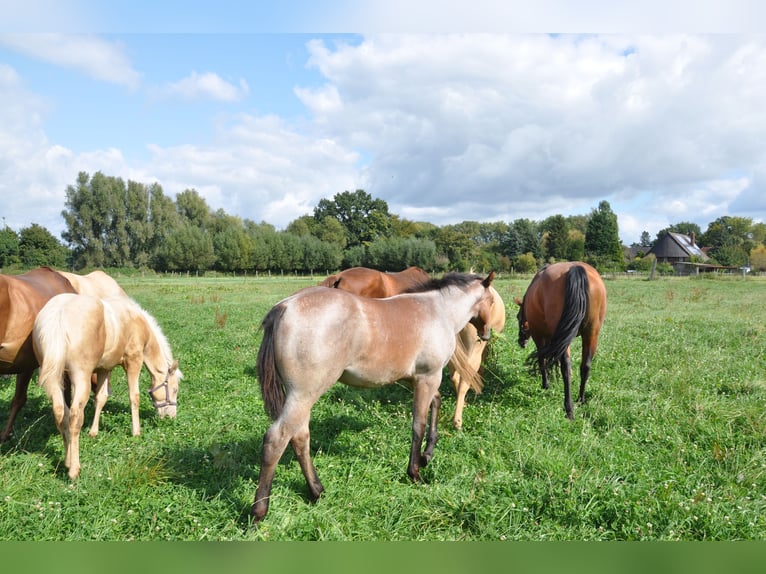 American Quarter Horse Gelding 2 years 14.2 hh Roan-Bay in Bückeburg Evesen