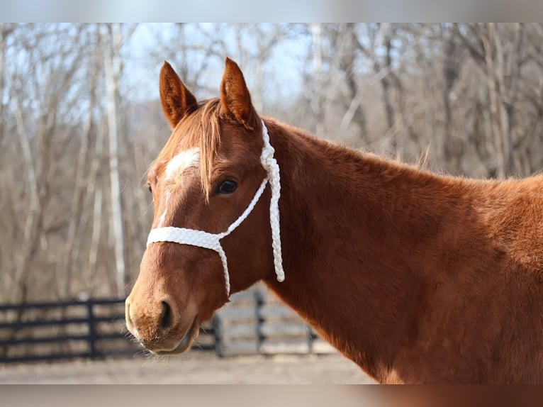 American Quarter Horse Gelding 2 years 14.2 hh Sorrel in Jonesborough