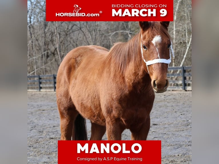 American Quarter Horse Gelding 2 years 14.2 hh Sorrel in Jonesborough