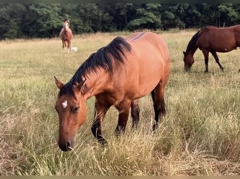 American Quarter Horse Gelding 2 years 14.3 hh Brown Falb mold in Petit-Réderching