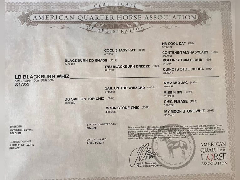 American Quarter Horse Gelding 2 years 14.3 hh Brown Falb mold in Petit-Réderching
