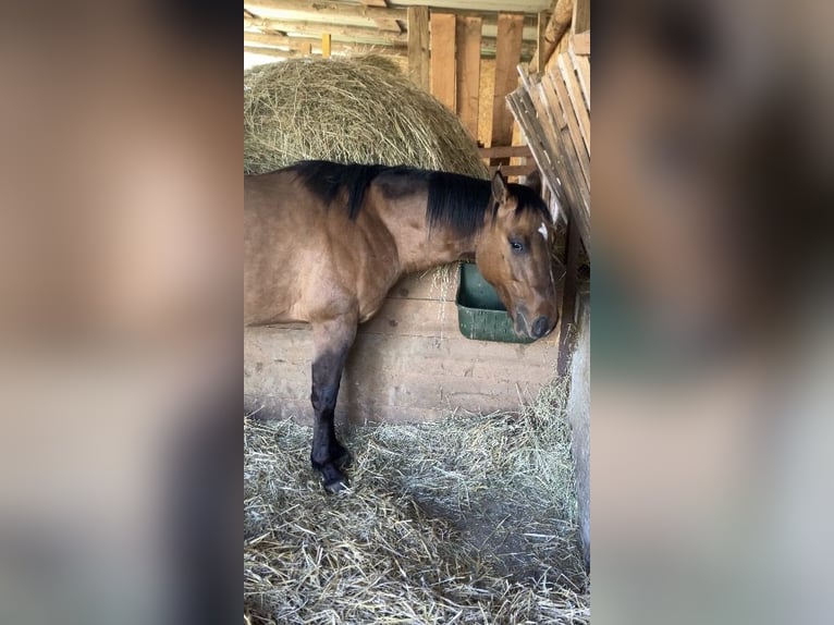 American Quarter Horse Gelding 2 years 14.3 hh Brown Falb mold in Petit-Réderching