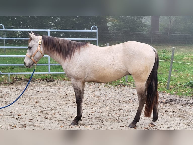 American Quarter Horse Gelding 2 years 14,3 hh Buckskin in Osterholz-Scharmbeck