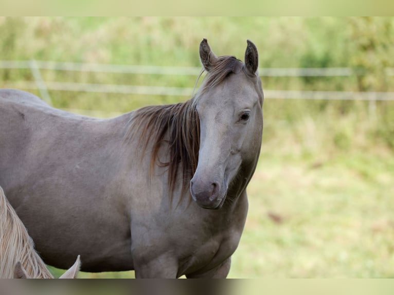 American Quarter Horse Gelding 2 years 14,3 hh Champagne in Rödinghausen