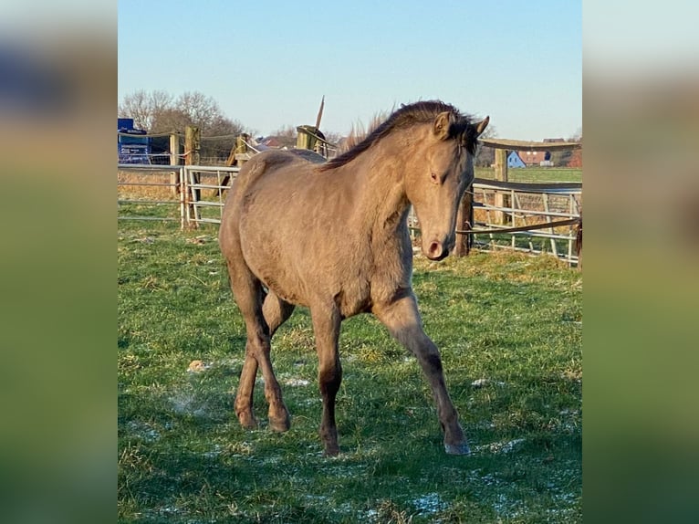 American Quarter Horse Gelding 2 years 14,3 hh Champagne in Rödinghausen