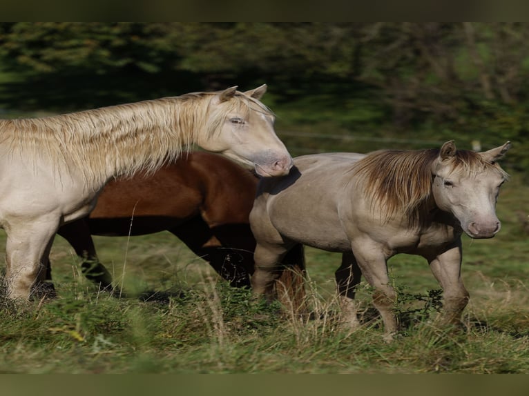 American Quarter Horse Gelding 2 years 14,3 hh Champagne in Rödinghausen