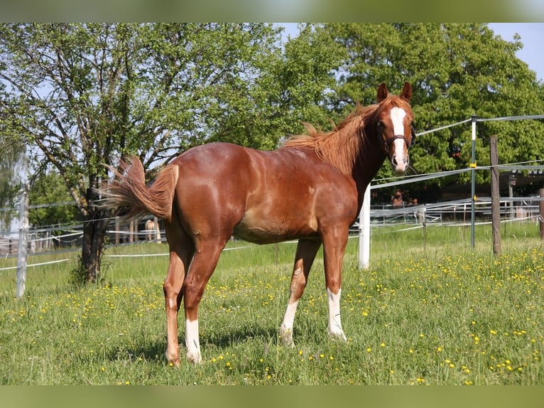 American Quarter Horse Gelding 2 years 14,3 hh Chestnut-Red in Langenbach