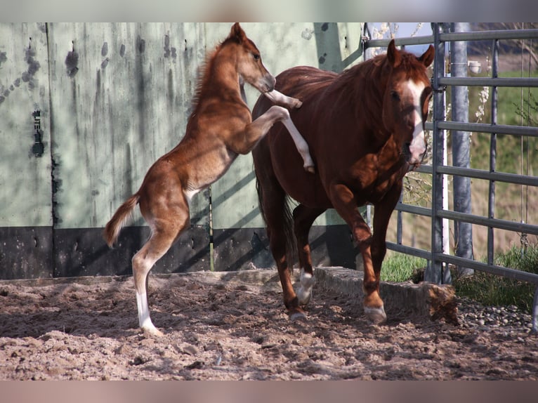 American Quarter Horse Gelding 2 years 14,3 hh Chestnut-Red in Langenbach