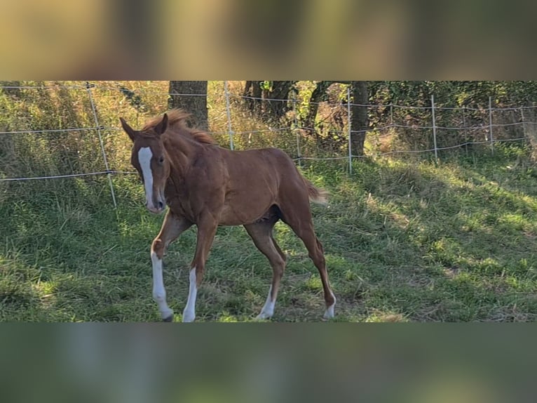 American Quarter Horse Gelding 2 years 14,3 hh Chestnut-Red in Langenbach