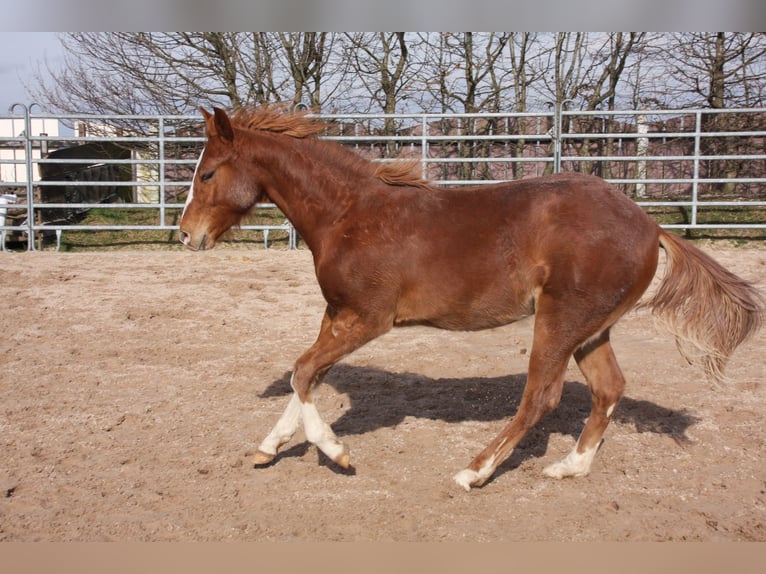 American Quarter Horse Gelding 2 years 14,3 hh Chestnut-Red in Langenbach