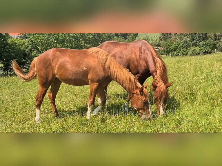 American Quarter Horse Gelding 2 years 14,3 hh Chestnut-Red in Langenbach