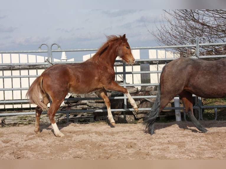 American Quarter Horse Gelding 2 years 14,3 hh Chestnut-Red in Langenbach
