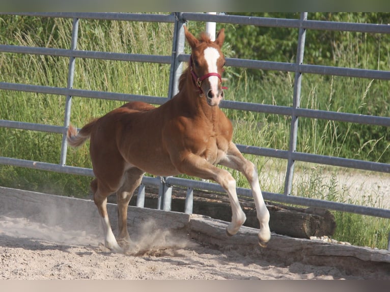 American Quarter Horse Gelding 2 years 14,3 hh Chestnut-Red in Langenbach