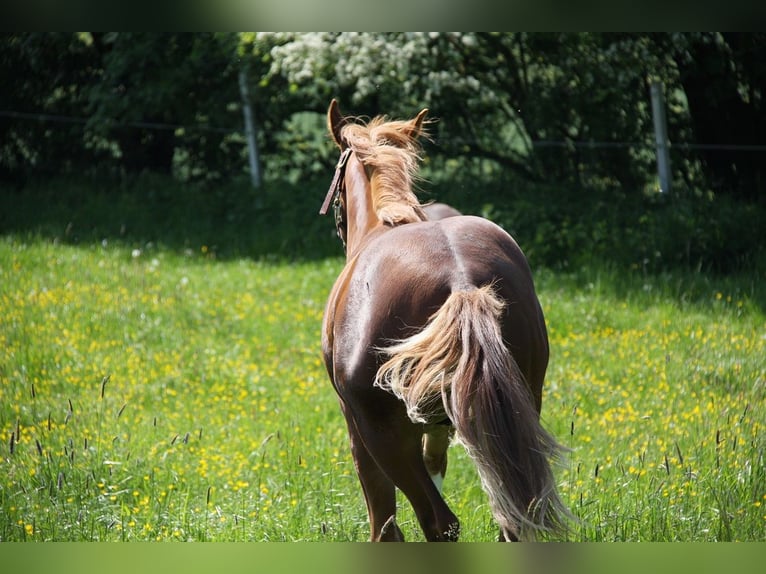 American Quarter Horse Gelding 2 years 14,3 hh Chestnut-Red in Langenbach