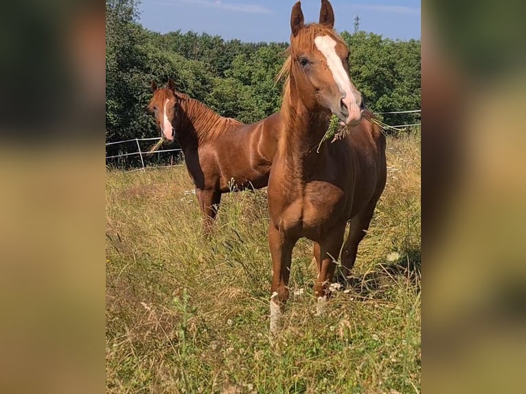 American Quarter Horse Gelding 2 years 14,3 hh Chestnut-Red in Langenbach