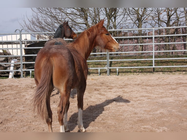 American Quarter Horse Gelding 2 years 14,3 hh Chestnut-Red in Langenbach