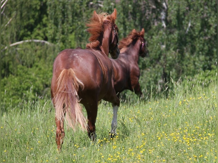 American Quarter Horse Gelding 2 years 14,3 hh Chestnut-Red in Langenbach