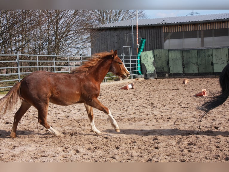 American Quarter Horse Gelding 2 years 14,3 hh Chestnut-Red in Langenbach