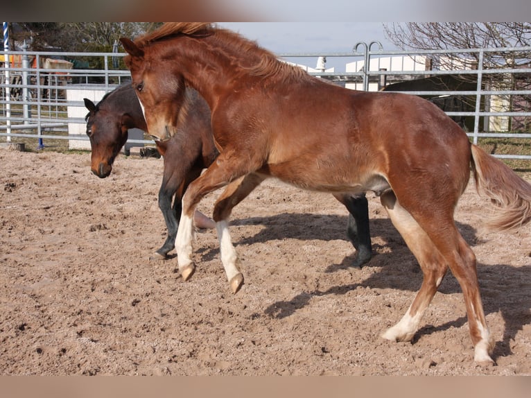 American Quarter Horse Gelding 2 years 14,3 hh Chestnut-Red in Langenbach