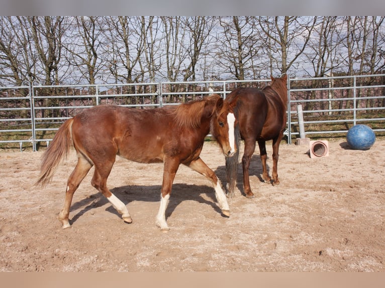 American Quarter Horse Gelding 2 years 14,3 hh Chestnut-Red in Langenbach