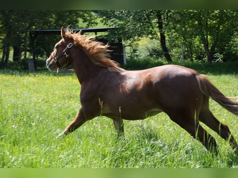 American Quarter Horse Gelding 2 years 14,3 hh Chestnut-Red in Langenbach