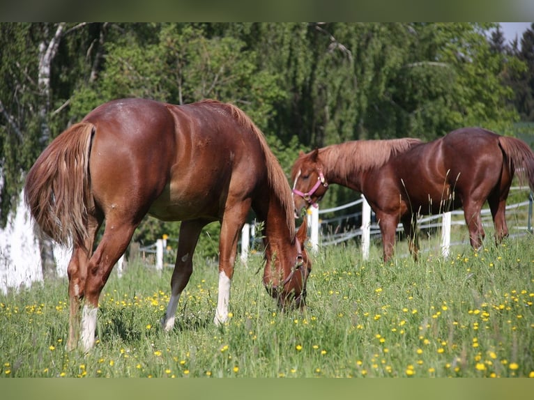 American Quarter Horse Gelding 2 years 14,3 hh Chestnut-Red in Langenbach