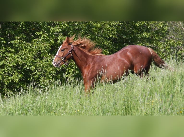 American Quarter Horse Gelding 2 years 14,3 hh Chestnut-Red in Langenbach