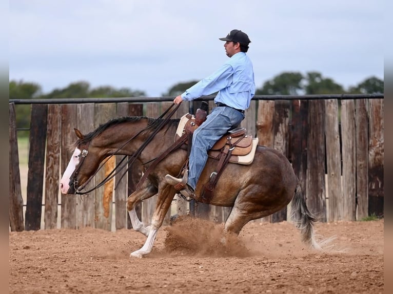 American Quarter Horse Gelding 2 years 14,3 hh Palomino in Waco, TX