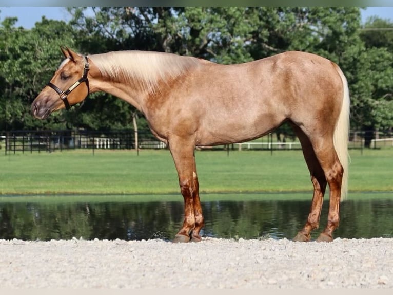 American Quarter Horse Gelding 2 years 14,3 hh Palomino in Aubrey TX