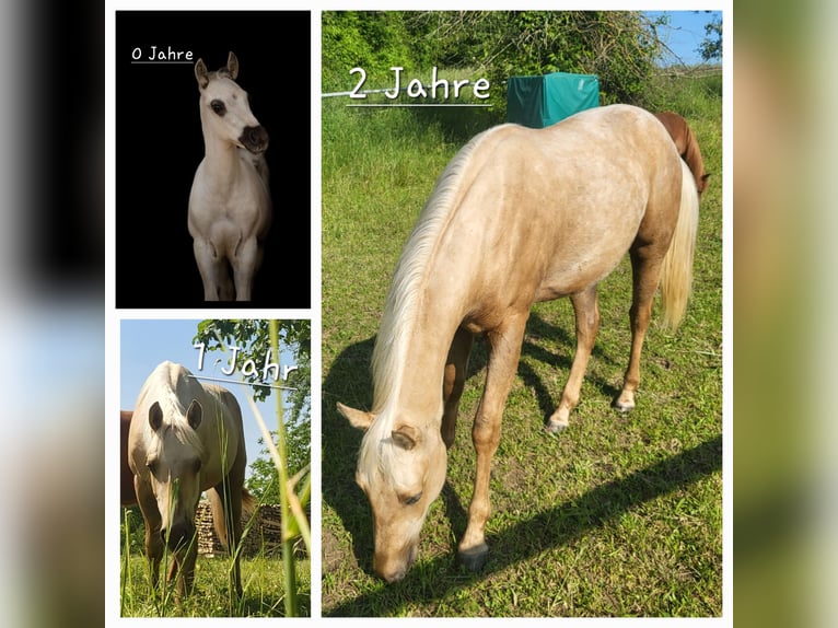 American Quarter Horse Gelding 2 years 14,3 hh Palomino in Schönbrunn