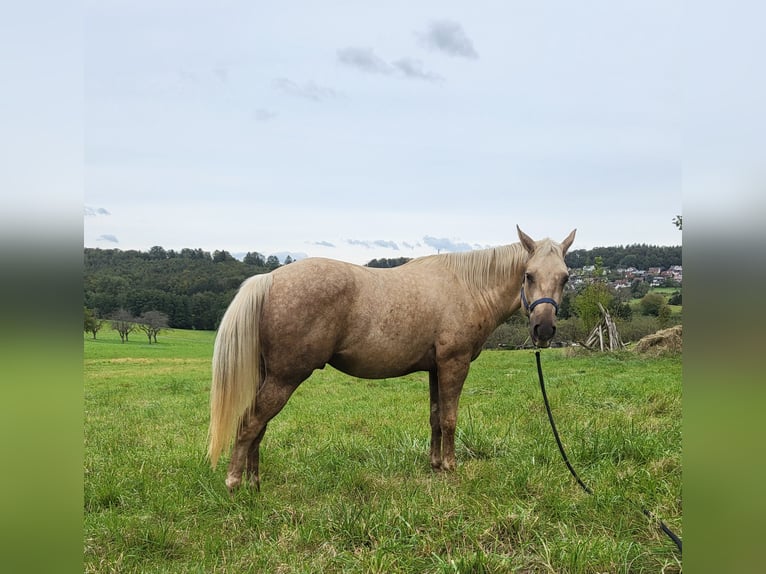 American Quarter Horse Gelding 2 years 14,3 hh Palomino in Schönbrunn