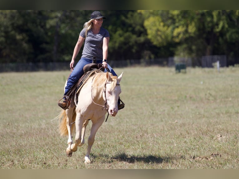 American Quarter Horse Gelding 2 years 14,3 hh Perlino in Collinsville, TX