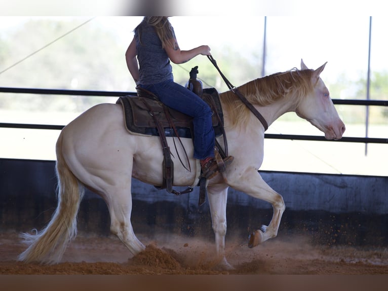 American Quarter Horse Gelding 2 years 14,3 hh Perlino in Collinsville, TX