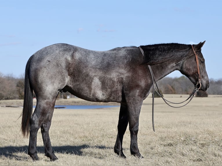 American Quarter Horse Gelding 2 years 14,3 hh Roan-Blue in Buffalo, MO