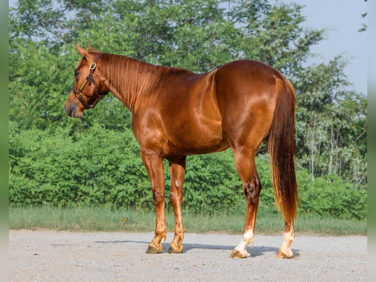 American Quarter Horse Gelding 2 years 14,3 hh Sorrel in Ravenna
