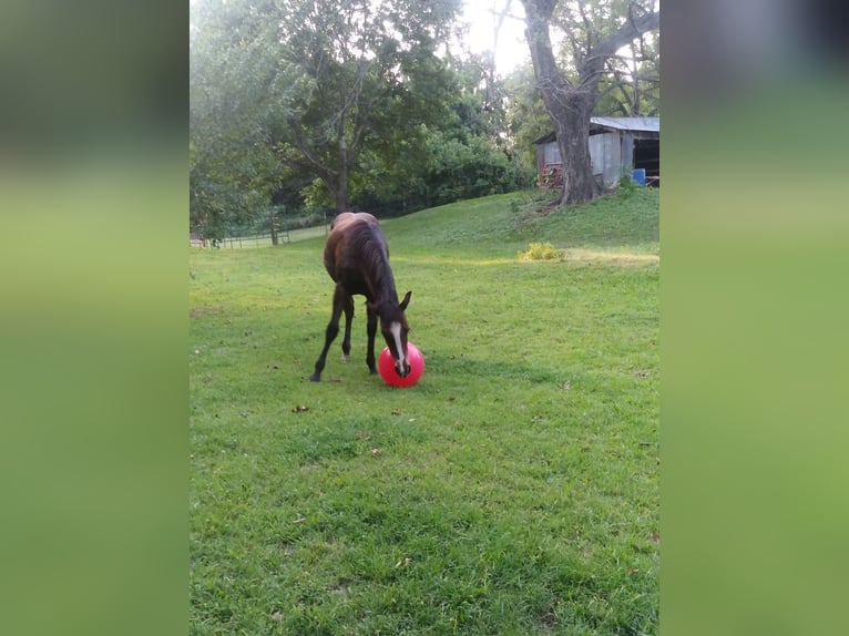American Quarter Horse Mix Gelding 2 years 14 hh Bay in Elm Springs