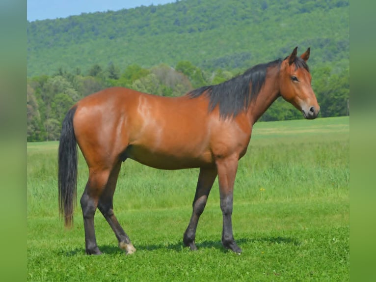 American Quarter Horse Gelding 2 years 14 hh Bay in Hustontown