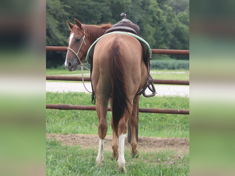 American Quarter Horse Gelding 2 years 14 hh Dun in Churubusco