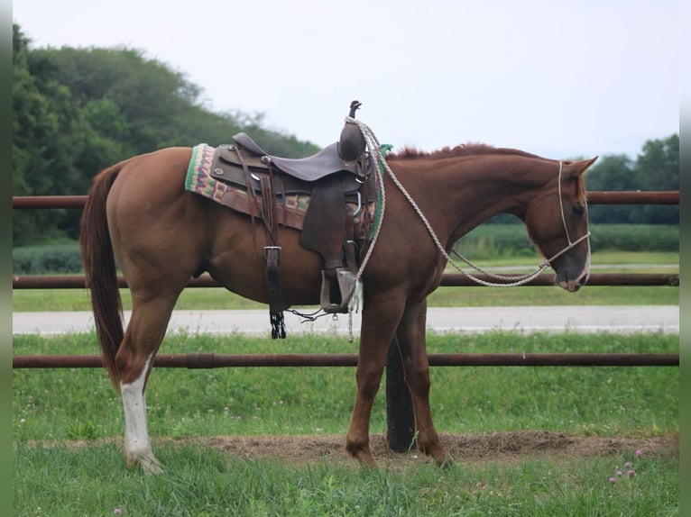 American Quarter Horse Gelding 2 years 14 hh Dun in Churubusco