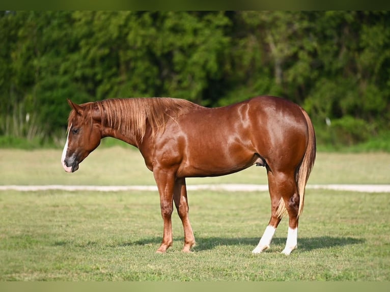 American Quarter Horse Gelding 2 years 14 hh Sorrel in Waco