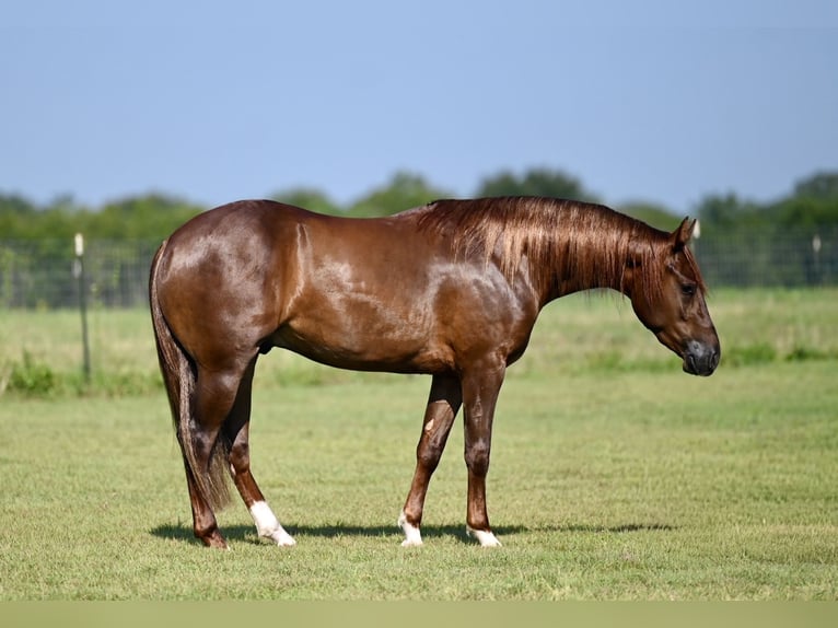 American Quarter Horse Gelding 2 years 14 hh Sorrel in Waco, TX