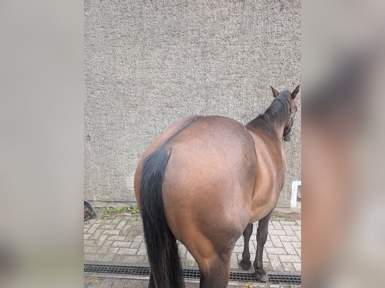American Quarter Horse Gelding 2 years 14,1 hh Brown in R&#xF6;dinghausen